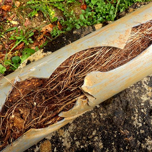 The Drain & Sewer Professionals In Millswood